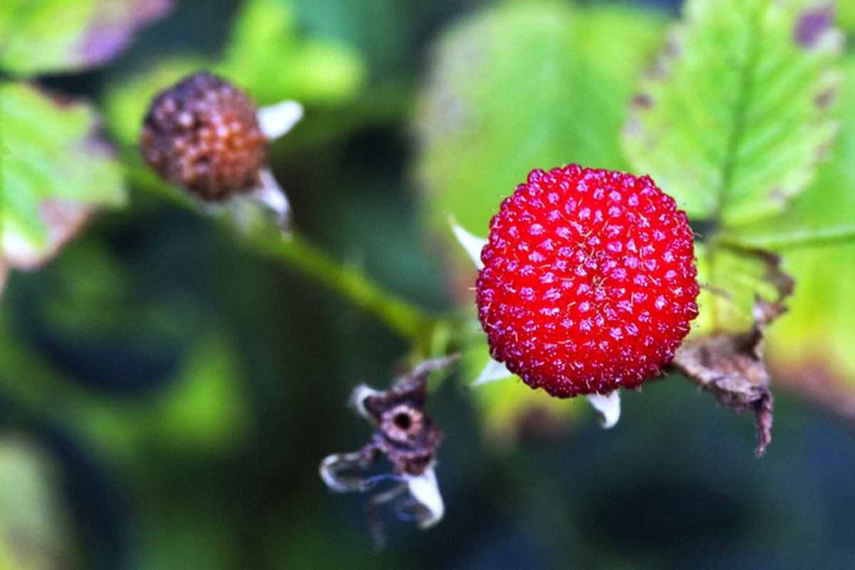 Ilustrasi buah arbei. Salah satu jenis tanaman arbei, Rubus rosifolius yang banyak tumbuh di daerah pegunungan di Indonesia ini memiliki kandungan antiaging yang dapat mencegah penuaan kulit.