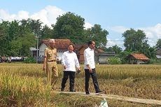 Jokowi, Ganjar, dan Prabowo Tampak Mesra Panen Padi Bareng di Kebumen