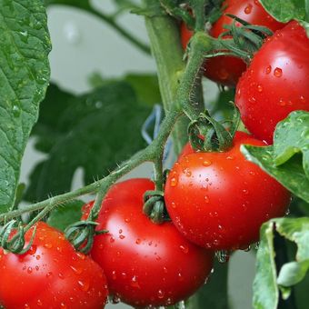 Tomat juga merupakan salah satu buah untuk menurunkan kolesterol.
