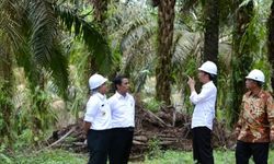 Ekspor Pertanian Ke Spanyol Naik, Hasil Positif Neraca Perdagangan Indonesia