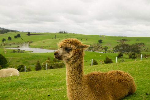 Apa Bedanya Alpaca dan Llama?