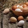Bedanya Telur Ayam Kampung dan Telur Ayam Negeri, Lihat 4 Faktor Ini...