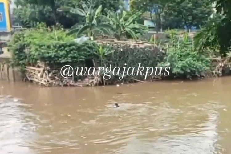 Seorang PMKS nekat menceburkan diri ke aliran Kali Ciliwung di kawasan Menteng, Jakarta Pusat, untuk menghindari terjaring dari operasi PMKS pada Selasa (1/11/2022).