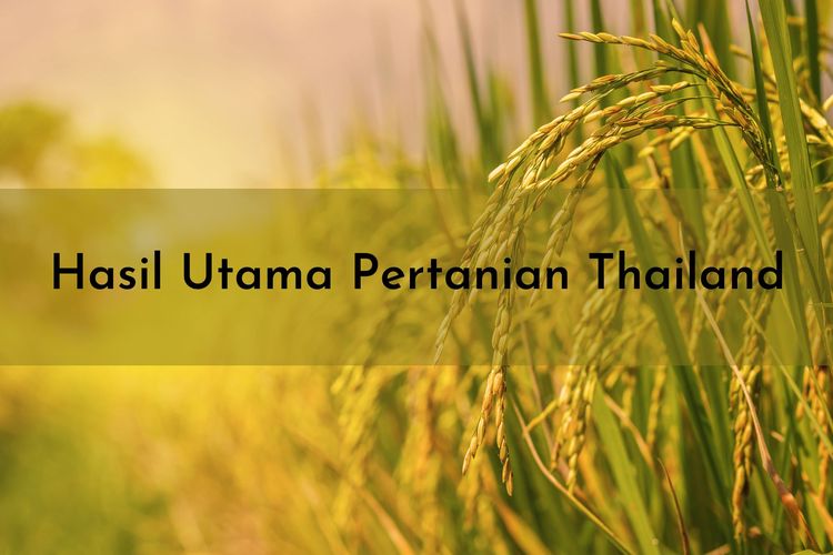 Hasil pertanian Thailand adalah beras, kelapa, tebu, karet, dan masih banyak lagi. Sementara itu, hasil utama pertanian Thailand adalah beras.