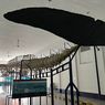 Koleksi Unik Museum Zoologi Bogor, Ada Kerangka Raksasa Seberat 64 Ton