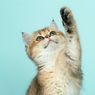 Jangan Gegabah, Ini Bahayanya Memotong Cakar Kucing
