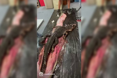 Mencengangkan, Ular Piton Telan Aligator Sepanjang 1,5 Meter