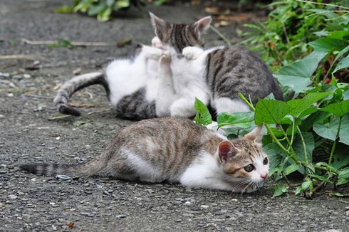 Houtong, Desa Mati di Taiwan Kembali Hidup karena Kucing