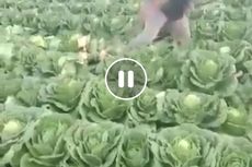 Video Petani di Bandung Rusak Tanaman Sendiri Viral, Kecewa Harga Sayur Anjlok