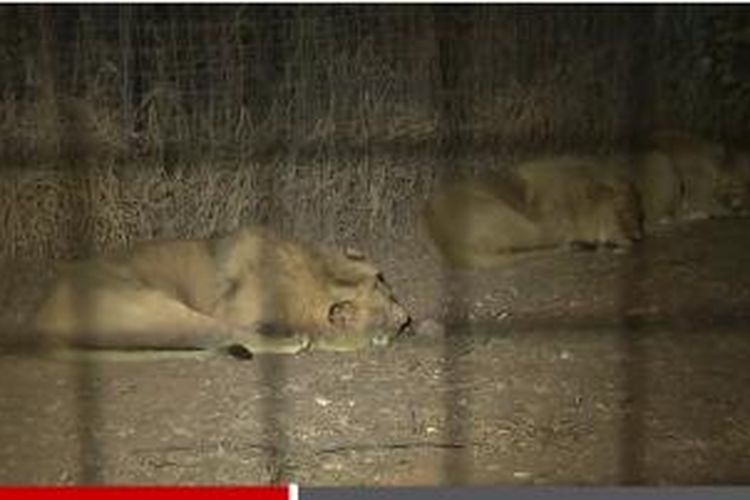 Singa di Lion Park Afrika Selatan