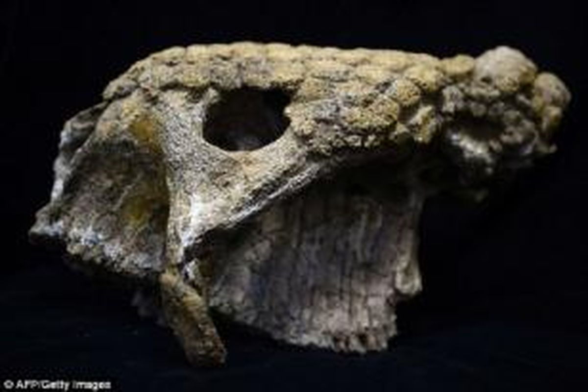 Fosil tengkorak glyptodont