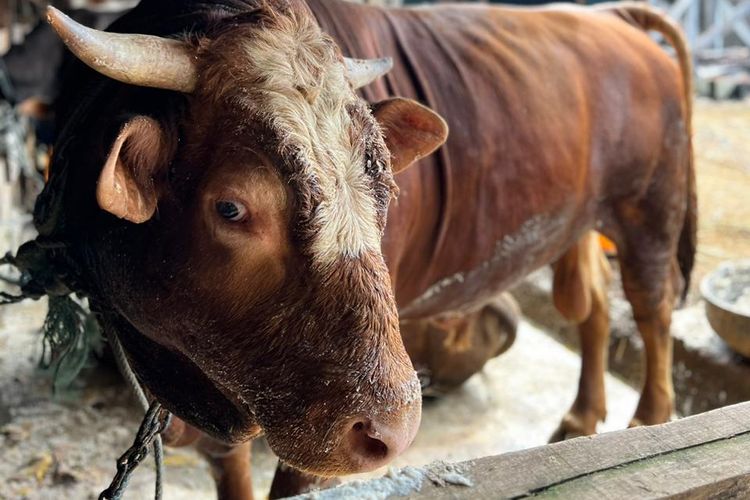 Pemprov Papua lakukan pemeriksaan terhadap sapi kurban jelang Hari Raya Idul Adha guna menghindari PMK.
