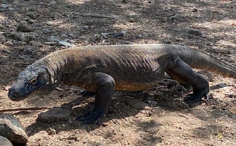 Indonesian Tourism Workers Strike over Komodo Park Price Hike