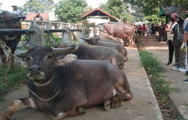 Kerbau kurban yang ditawarkan di Pasar Hewan Muntilan, Magelang, Jumat (7/6/2024).