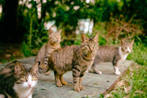 Tanpa Harus Menyiksa, Begini Cara Usir Kucing Liar 