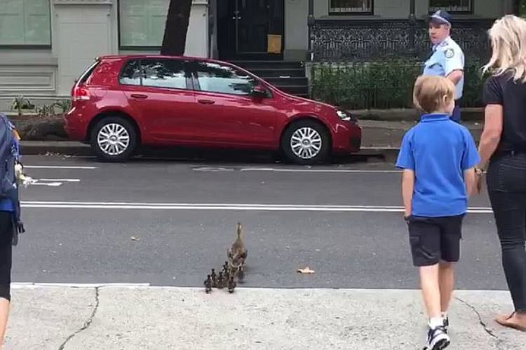 Seorang polisi dan warga kota Sydney membantu seekor bebek menyeberangi jalan untuk menuju ke taman.