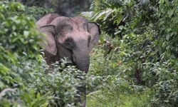 Gajah Kalimantan Dinyatakan Terancam Punah akibat Penggundulan Hutan