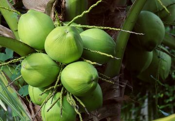 Potensi Kelapa Genjah dan Pemenuhan Santan