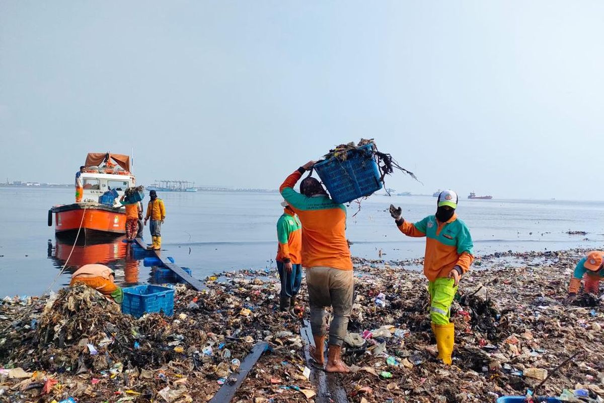 Petugas gabungan Dinas Lingkungan Hidup dan Dinas KPKP DKI Jakarta membersihkan sampah di area Pantai Mangrove kawasan Muara Angke,  Jakarta Utara, 
