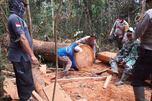 Pencurian Kayu di TN Tesso Nilo Riau Berlangsung Sebulan, Pelaku Masih Buron
