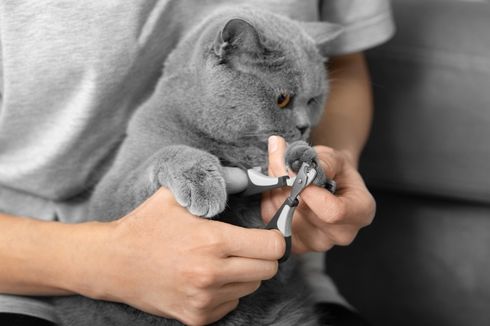 Cara Memotong Kuku Kucing dengan Aman