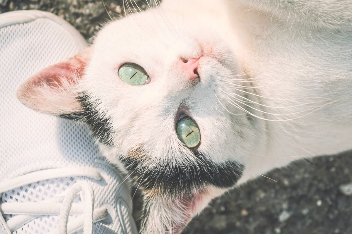 Kucing gemar bermain dan menghabiskan waktu di sekitar sepatu milik orang yang membuatnya merasa aman dan nyaman.