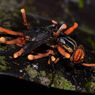 Ini Manfaat Jamur Cordyceps untuk Kesehatan Menurut Sains