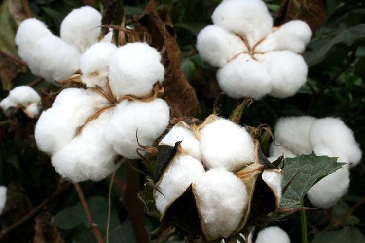 7 Oktober, Hari Kapas Sedunia: Dari Ladang hingga Perdagangan Dunia