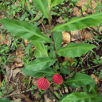 Zingiber zerumbet, tanaman yang disebut makanan ular, bisa diolah menjadi sampo alami.