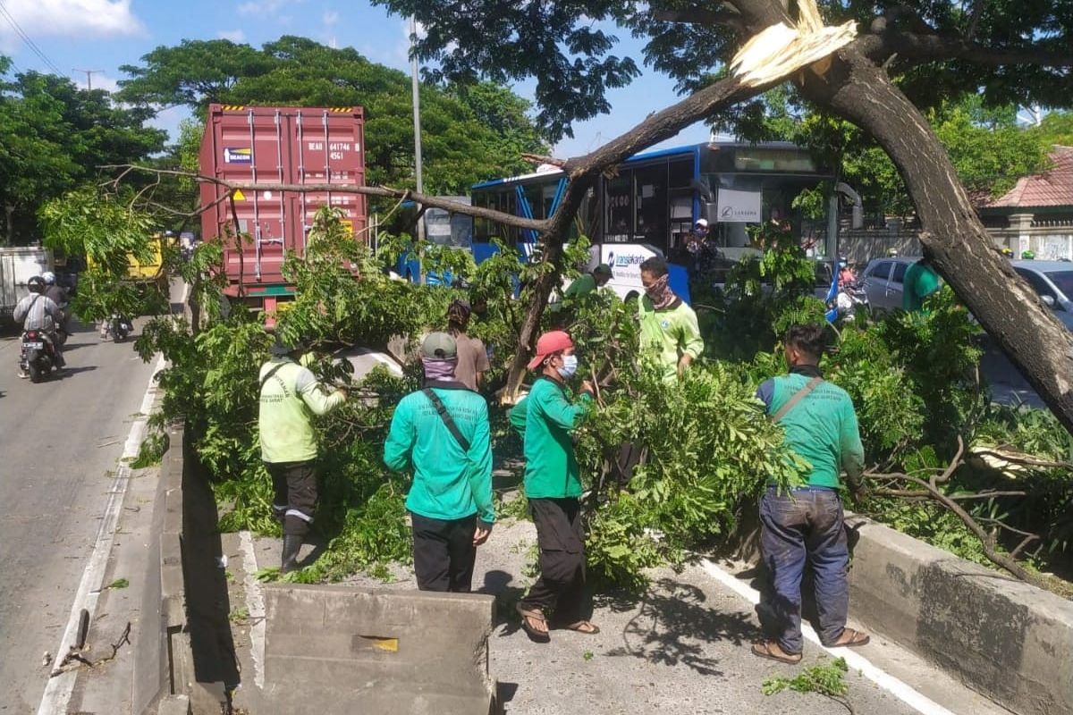 Sebuah pohon sempal di dekat pabrik gelas di arah Pesing  Jalan Daan Mogot, Cengkareng, Jakarta Barat, tumbang pada Kamis (2/12/2021). 