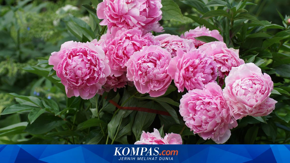 Cara Menanam dan Merawat Bunga Peony agar Tumbuh Mekar