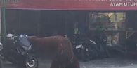 Orangutan Solo Safari Lepas, Berkeliaran ke Rumah Makan hingga Robohkan Motor Pengunjung