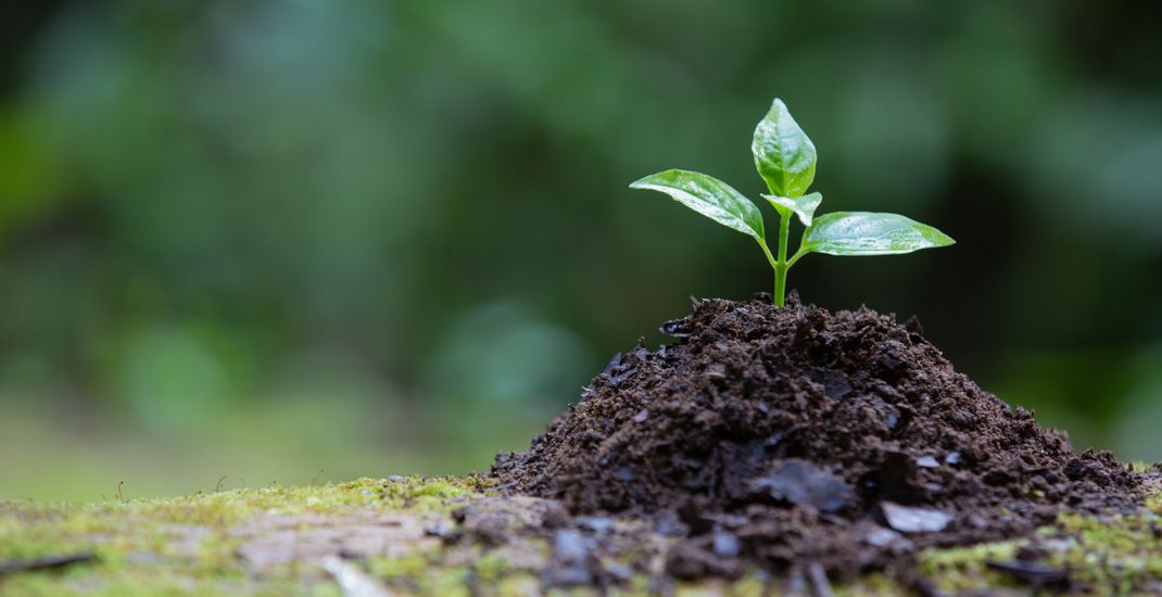 Semua organisme biotik melakukan respirasi yang bertujuan untuk