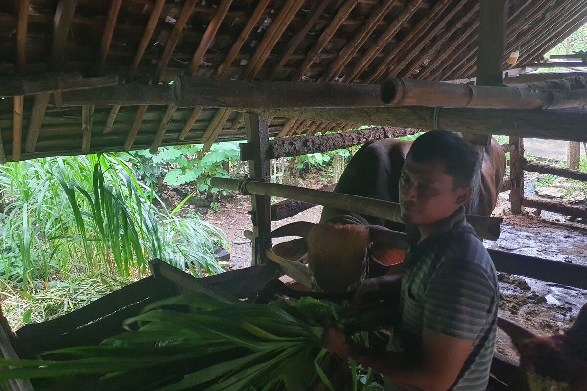Heri Supriyatno bersama sapi limousin yang menjadi hewan kurban Presiden Prabowo Subianto, warga Bandung, Bandung, Playen, Gunungkidul, Senin (26/5/2025) petang