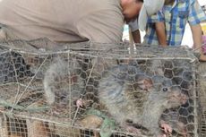 Bisnis Daging Tikus Sawah di Kamboja Terus Meningkat