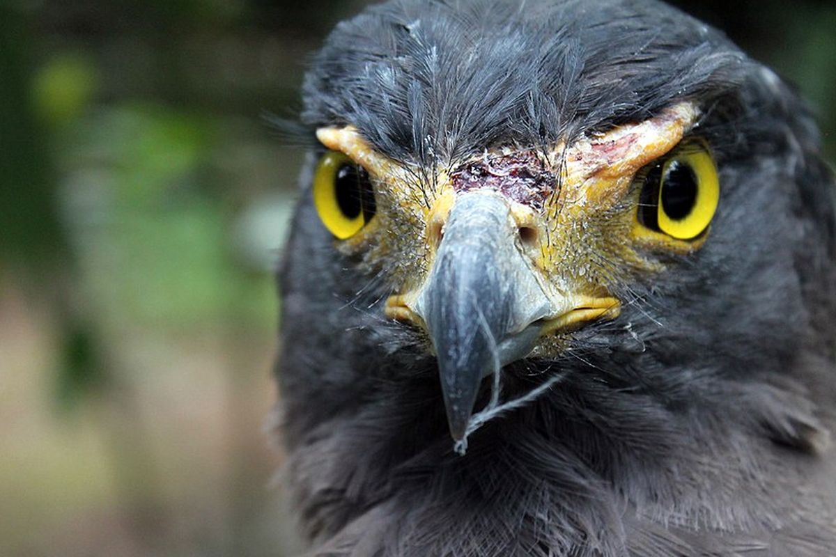 Elang ular bido (Spilornis cheela)