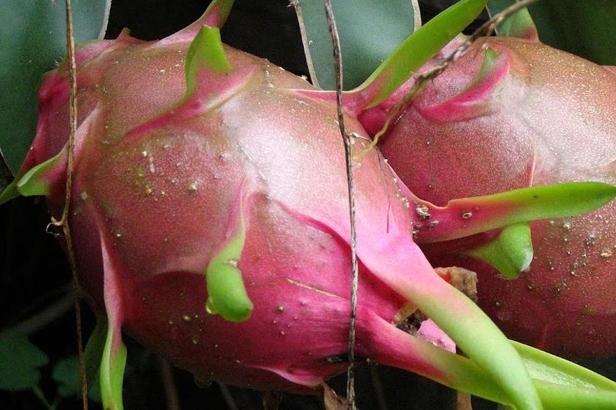 Ilustrasi tanaman buah naga. 