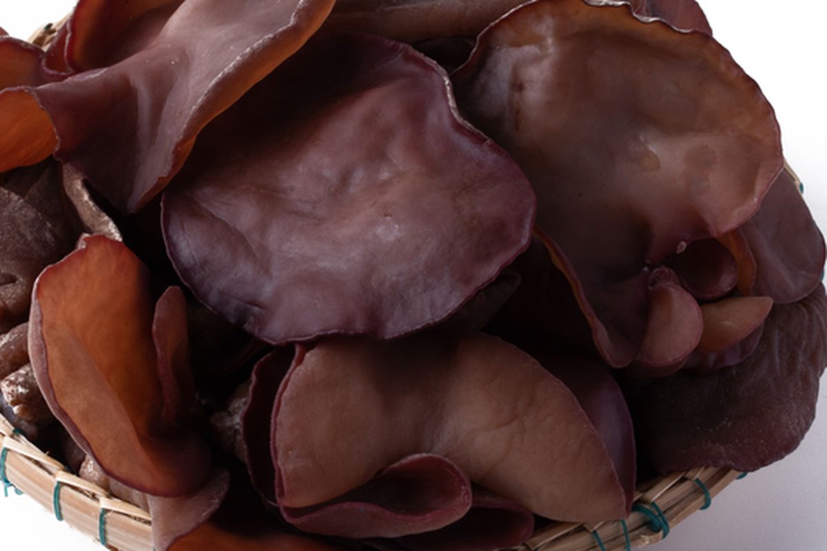 Ilustrasi jamur kuping basah. 