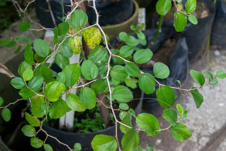 Apa Itu Daun Bidara Tanaman Herbal Berkhasiat Bisa Buat Masakan Halaman All Kompas Com