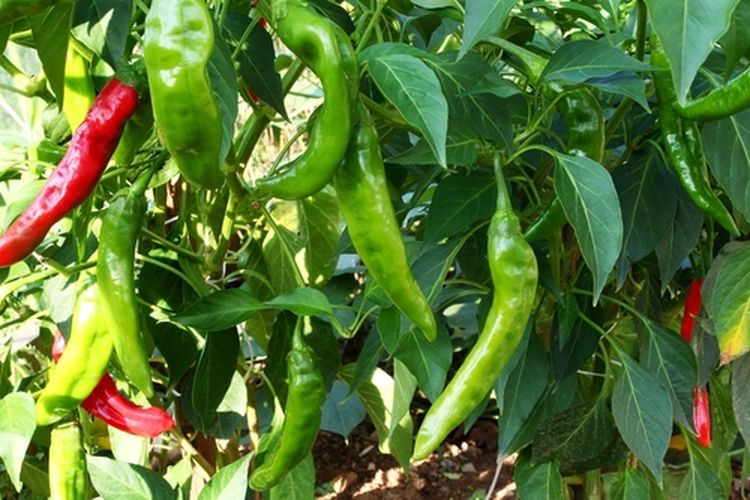 Tanaman cabai hijau