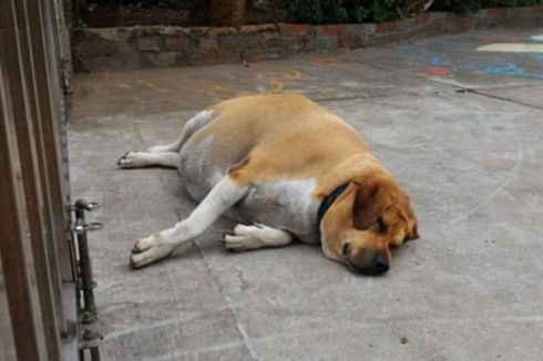 Anjing Peliharaan Sekolah Alami Obesitas, Guru dan Murid Dilarang Beri Makan