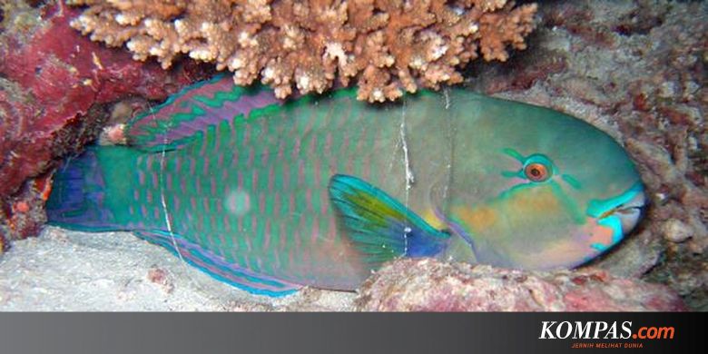 Cara Ikan Kakatua Bertahan Dari Quot Nyamuk Laut Quot