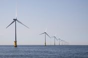 Ancaman Energi Bersih: Kabel Turbin Angin Lepas Pantai Ganggu Hiu dan Ikan Pari