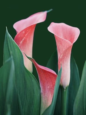 Ilustrasi bunga lily calla. 