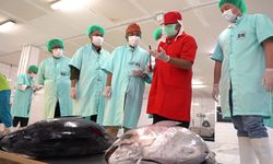 Hari Tuna Sedunia, Kementerian KP Siap Dorong Kualitas, Jangkauan, dan Keberlanjutan Komoditas Tuna Indonesia