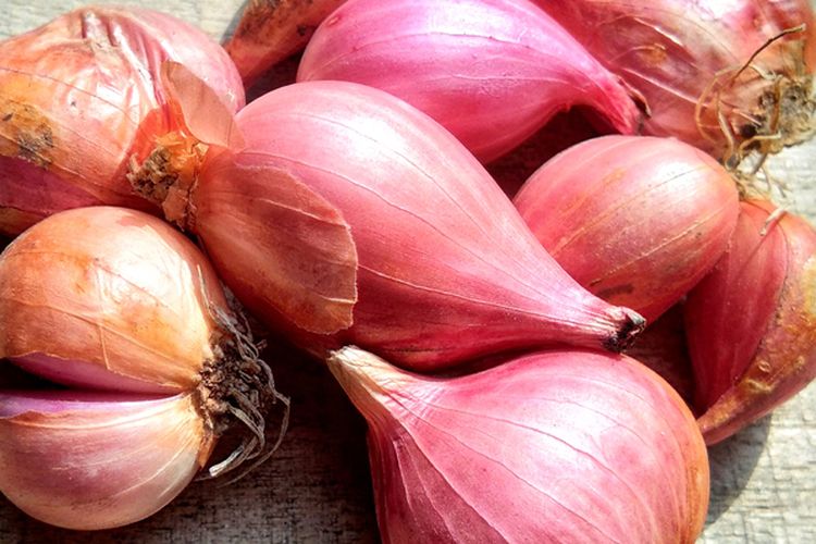 Ilustrasi bibit bawang merah.