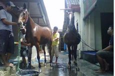 Ini Srikandi dan Agustin, Dua Kuda Khusus untuk Kirab Jokowi