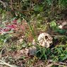 Warga Cioray Sukabumi Temukan Kerangka Manusia Saat Cari Rumput