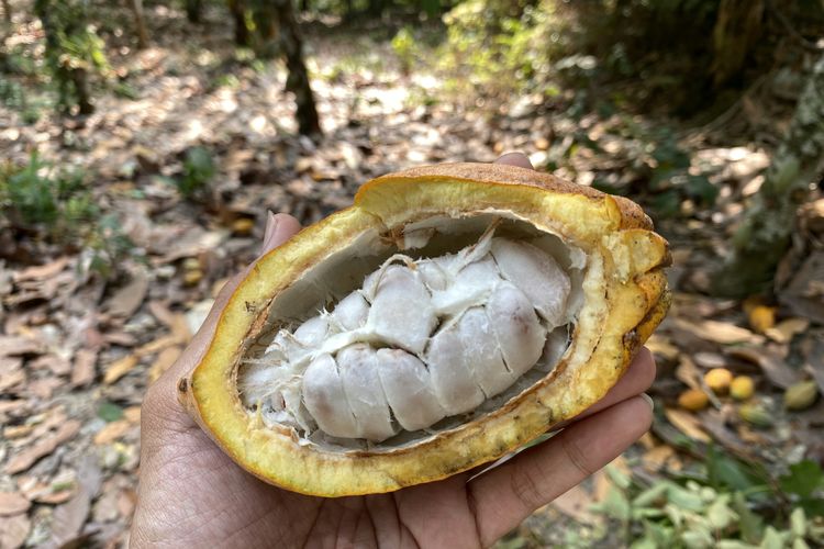 Mencicipi Buah Kakao dari Kebun Warga Ngata Ona, Begini Rasanya Sebelum Diolah Jadi Cokelat