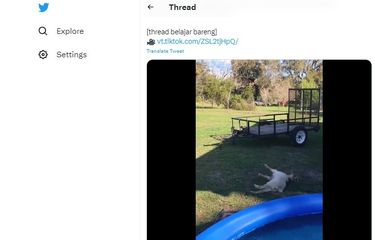 Ramai soal kambing pingsan, benarkah ada?